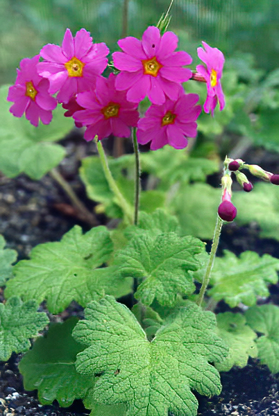 Primula heucherifolia en fleurs dans les sous-bois ombragés du Sichuan